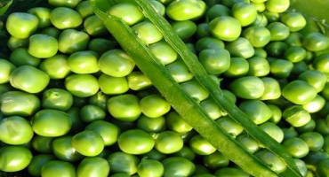 Jak pěstovat a pečovat o hrách pomocí moderních technologií